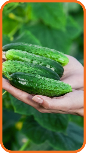 перша сторіс